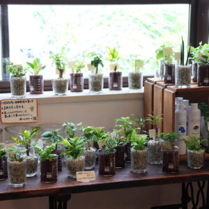 ハイドロカルチャーのこと。土を使わずに楽しむ、室内のグリーン