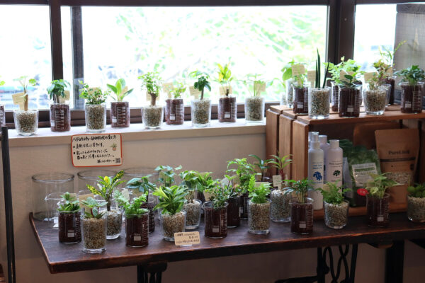 ハイドロカルチャーのこと。土を使わずに楽しむ、室内のグリーン